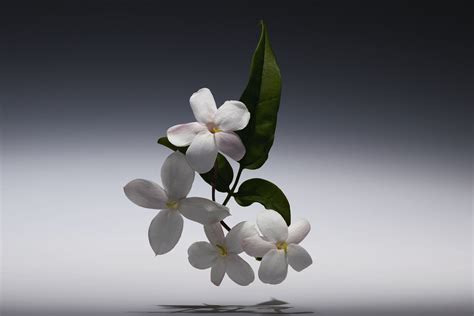 jasmine dior leak